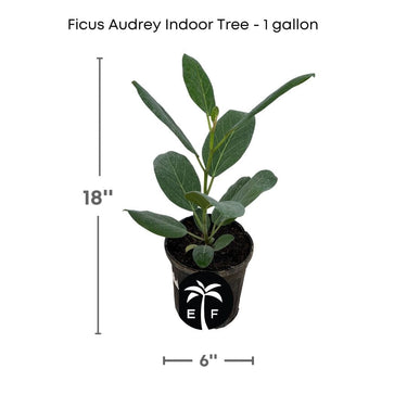 Banyan Tree, Elegant Ficus Audrey The Perfect Indoor plant